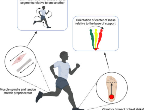 Meccanismi multisensoriali dell’andatura e dell’equilibrio nella malattia di Parkinson